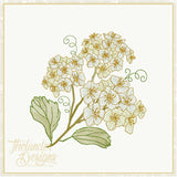 T1855 Bridal Wreath